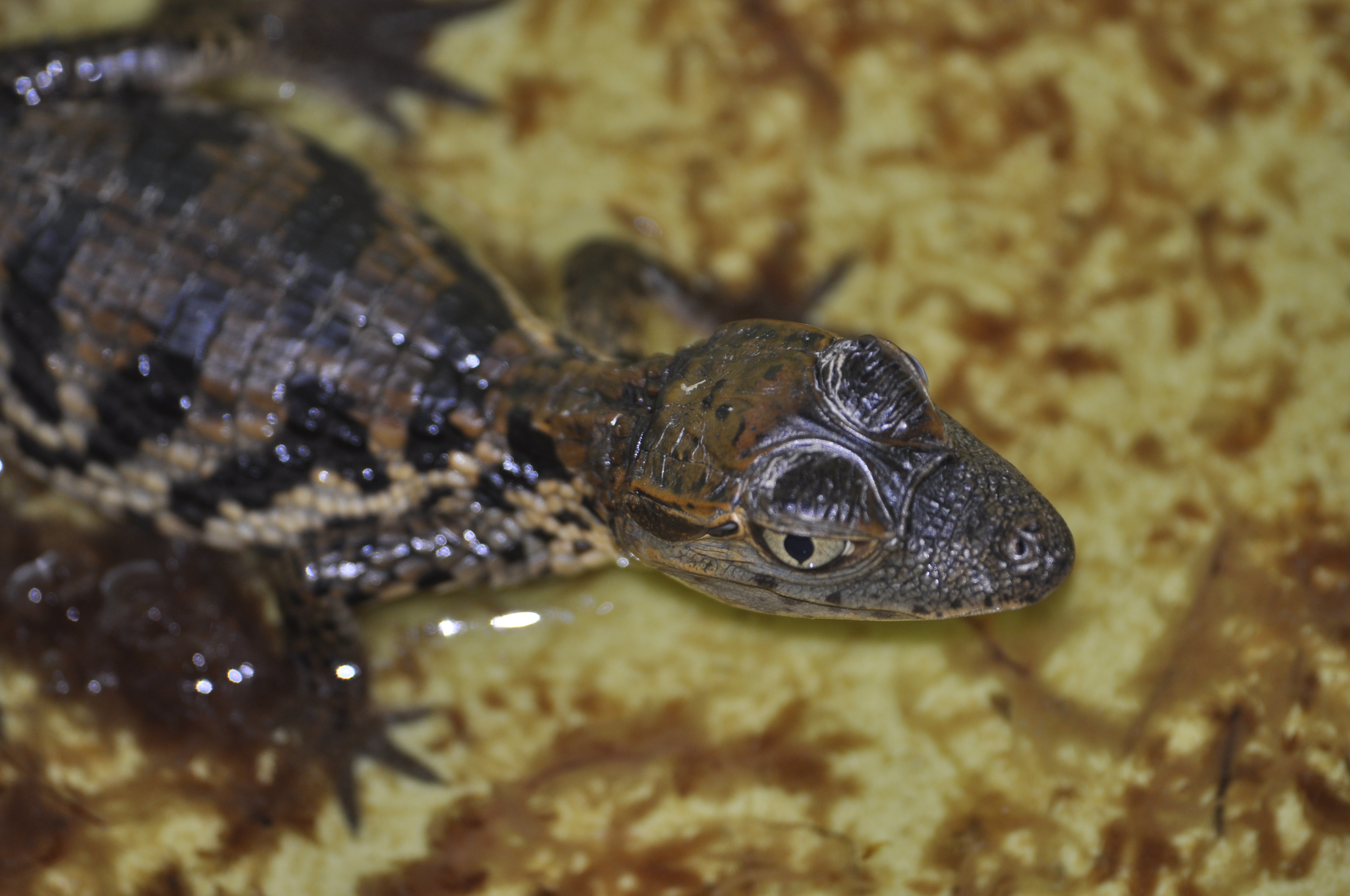 Caiman crocodilus - Kajman brlov